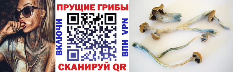 Псилоцибиновые грибы прущие грибы  Новороссийск 
